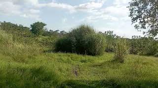 15 hectares solo titled and updated tax located at umingan pangasinan 09562788447 [upl. by Nazar]