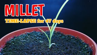 Growing millet from seed I timelapse for 47 days [upl. by Aanas]