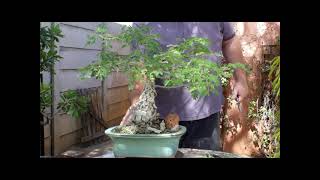 Phasics Bonsai World Pruning Acacia Burkei [upl. by Gillian]