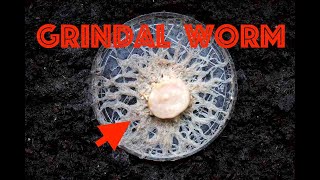 Grindal Worm Culture A Quick Guide [upl. by Setarcos]