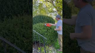 Trimming a Small Conifer Leylandii Hedge [upl. by Ahsinit125]