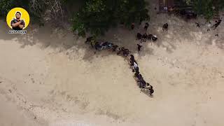 main ular naga bersama kawan kawan di pulau soetan kawasan pesisir selatan sumbar seruh banget [upl. by Eical239]