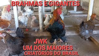 UM DOS MAIORES CRIATÓRIOS DE GALINHAS BRAHMAS DO BRASIL quotJWK quot [upl. by Hajidahk]