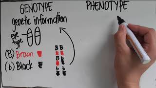 Genotype vs Phenotype [upl. by Konstantin]