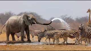 Wild Life  Nature Documentary Full HD 1080p [upl. by Neelrahc714]