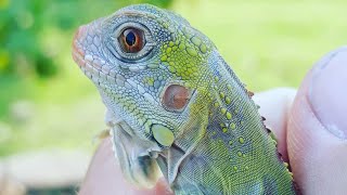 Coral glow iguanared hypoand other cool iguanas [upl. by Lubbi]