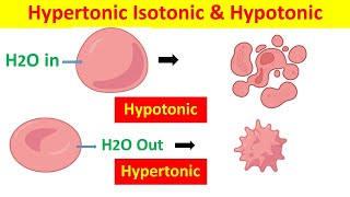 Hypertonic Hypotonic and Isotonic Solutions and Their Effects on Cells [upl. by Elocaj]