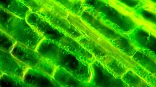 March of the Chloroplasts Cytoplasmic Streaming in Elodea [upl. by Ellak427]