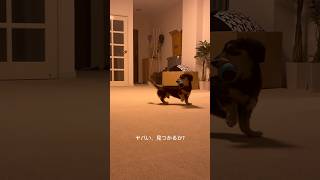 ダンボールで犬とかくれんぼしてみたらいじめられてた🐶 犬のいる生活 [upl. by Edorej]