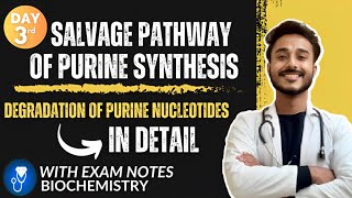 salvage pathway of purine synthesis biochemistry  degradation of purine nucleotides biochemistry [upl. by Assirual]