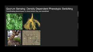 Prof Andrew Palmer Quorum Sensing in Chlamydomonas  A model unicellular eukaryote [upl. by Eerihs]