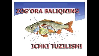 ZOGORA BALIQNING ICHKI TUZILISHI  ЗОҒОРA БAЛИҚНИНГ ИЧКИ ТУЗИЛИШИ BIOLOGUZ BIOLOGUZ [upl. by Akemak231]