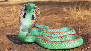 12 Most Beautiful Snakes in the World [upl. by Poucher]