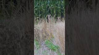 Two coyotes hunting animals wildanimals coyote wildlife nature outdoors [upl. by Enelrad]