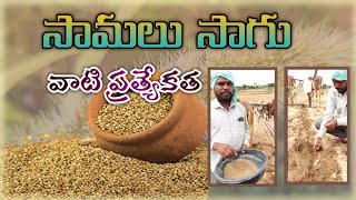 Samalu Little Millet Cultivation In Telugu  Bheeshma Hub  Millets Cultivation [upl. by Celinka]