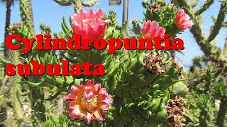 Austrocylindropuntia subulata cholla succulents [upl. by Gildas]