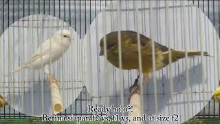 Ready bolo Betina siapan f2 ys f1 ys and af size f2 [upl. by Marjorie877]