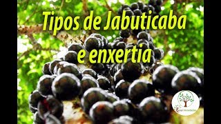 Jabuticaba em Casa Veja cuidados importantes para uma boa planta com Sergio Semerjian [upl. by Anyat384]