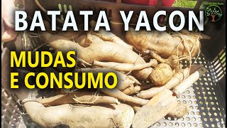 Batata Yacon Mudas e Derivados para você conhecer [upl. by Polk]