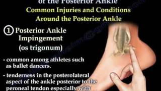 Posterior Ankle  Anatomy And Injury  Everything You Need To Know  Dr Nabil Ebraheim [upl. by Heda]