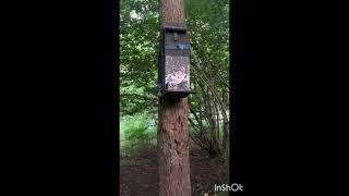 Shooting a feedbox on the squirrels mix bag [upl. by Yrojram]