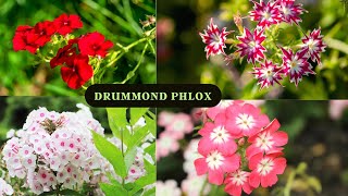 Growing Drummond Phlox  Tips and Care by Garden [upl. by Merell]