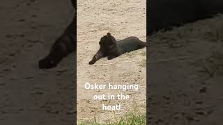 Osker basking in the heat with his zebra legs cat catlover funnycats cutecat cats pets [upl. by Arrakat521]