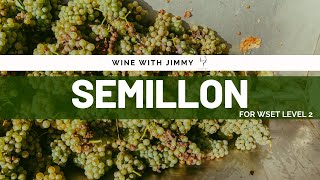 Grape Varieties  Semillon Intermediate Version ideal for WSET Level 2 Wine [upl. by Haldis752]