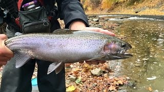 FIRST STEELHEAD EVER Fishing HUGE Trout from a SMALL Creek [upl. by Gnat]