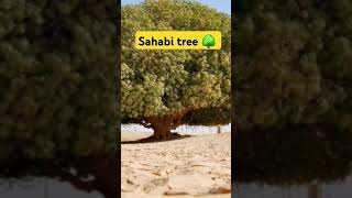 sahabi tree 1445 year old tree 🌳 shorts facts shortsfeed islamic status Islamichistory [upl. by Ahcarb]