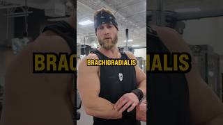 What Muscle Do Hammer Curls Work  Dr Kaleb Redden [upl. by Shing]