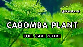 CABOMBA PLANTS FULL CARE GUIDE  HOW TO GROW CABOMBA HEALTHY IN AQUARIUM [upl. by Haley650]