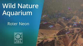 Roter Neon  WILD NATURE AQUARIUM  JBL [upl. by Aneerak954]