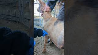 Goat Subcutaneous Injection [upl. by Bellina]