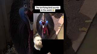 THE MOST TERRIFYING BIRDS SOUNDS facts life reaction [upl. by Yerfoeg]