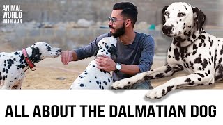 Facts About Dalmatian [upl. by Ramirolg559]