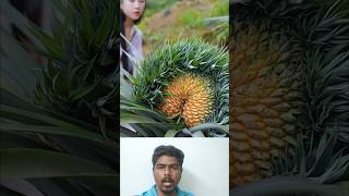 Rare pineapple harvasting அண்ணாச்சி பழம் 🍍🍍 fruitcrops fruitscultivationking fruit farming 🤔👍 [upl. by Yntruoc]