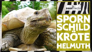 ZOOM Erlebniswelt Gelsenkirchen Spornschildkröte HELMUTH  zoosmedia [upl. by Aeneg]