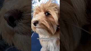 Havanese Puppy Side Eye with Long Lashes [upl. by Ziguard]