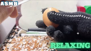 ASMR peel the shiny eggs 3 asmr relaxing [upl. by Alimak78]