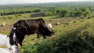 Goats and Cows life on this beautiful forest mountain [upl. by Nalyt]