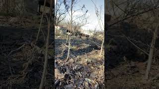 Crawling with Quail quail upland hunt hunting deer bowhunting [upl. by Liederman]