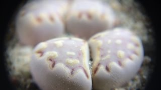 16 New Lithops For The Collection And 2 Heads On First Set Of True Leaves [upl. by Omora]