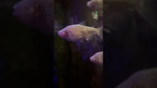 Blind Cavefish learn cavefish blind fish aquaticlife dallasaquarium [upl. by Les]