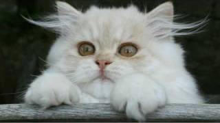 Persian cat video [upl. by Ziladnerb107]