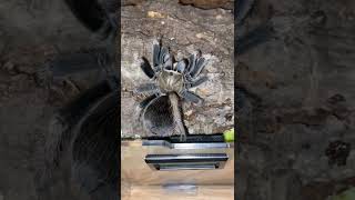 Aphonopelma sp diamondback female [upl. by Neyuh]