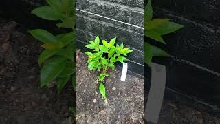 Planted a Star Jasmine garden plants shorts growplants [upl. by Marty]