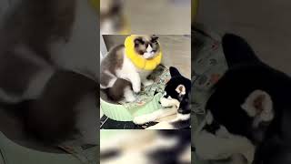 Cat Slap Boxing Cats laughoutloudpets [upl. by Buffo298]