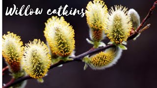 This Beautiful tree called  Willow Catkins  beautiful Spring  England [upl. by Akemit]