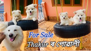 German Spitz puppy available for sale  contact 9101336878 [upl. by Crandale93]